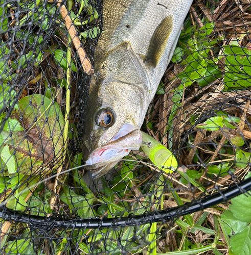 スズキの釣果