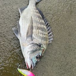チヌ