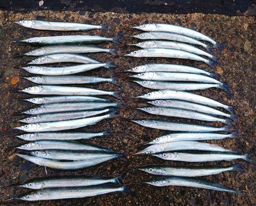 サヨリの釣果