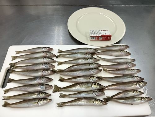 シロギスの釣果