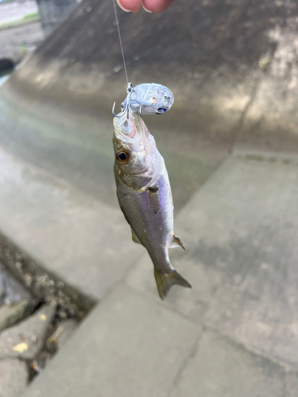 セイゴ（タイリクスズキ）