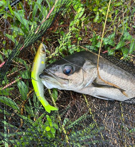 スズキの釣果