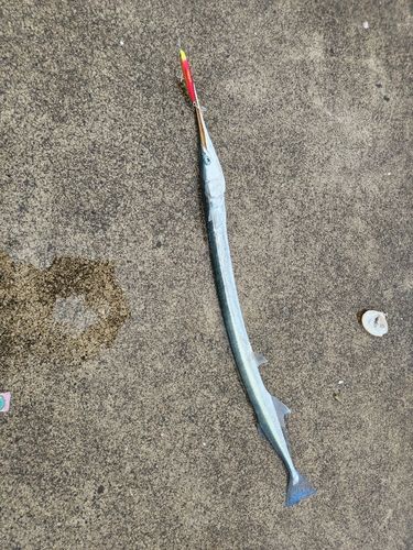 ダツの釣果