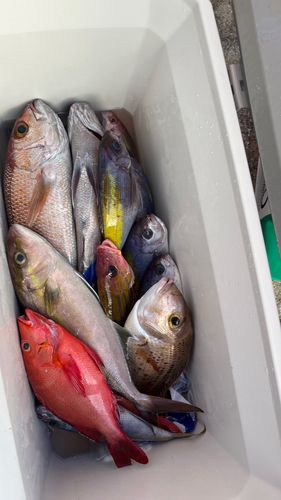 カンパチの釣果