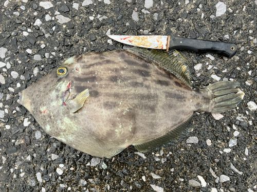 カワハギの釣果