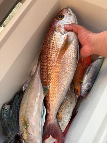 マーマチの釣果