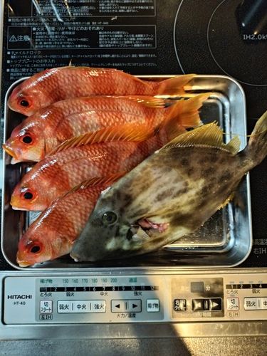 タマガシラの釣果