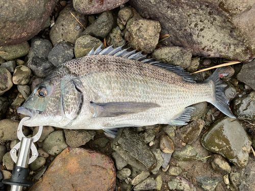 チヌの釣果