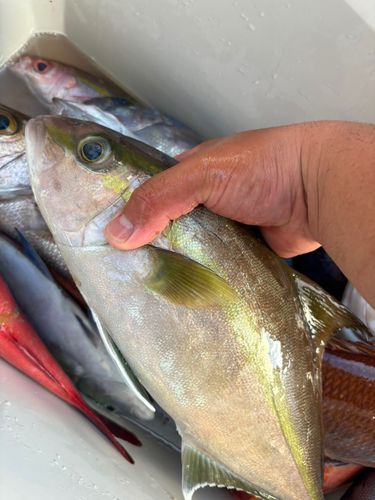 カンパチの釣果