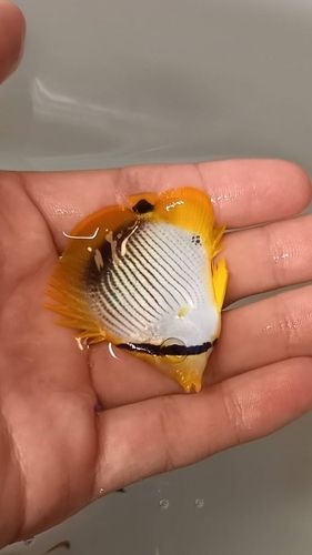 チョウチョウウオの釣果