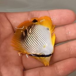 チョウチョウウオ