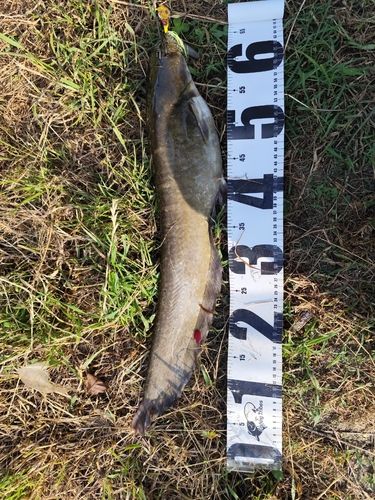 ナマズの釣果