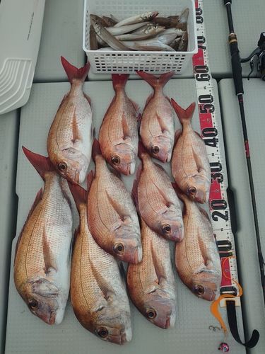 マダイの釣果