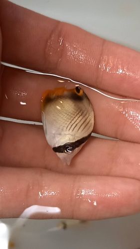 チョウチョウウオの釣果