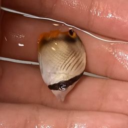 チョウチョウウオ