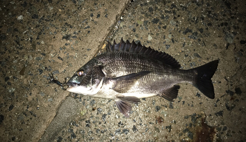 クロダイの釣果