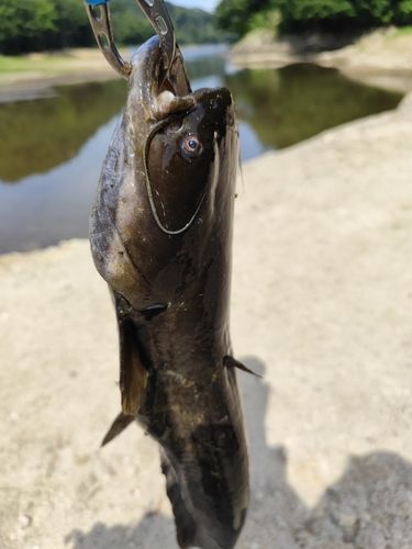 ナマズの釣果