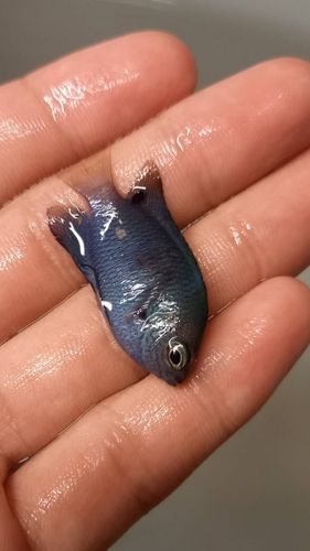 スズメダイの釣果