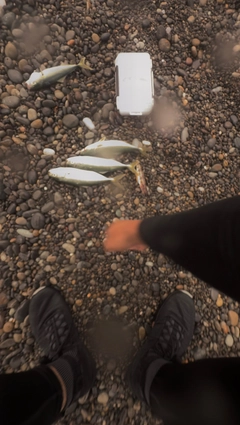 ツバスの釣果