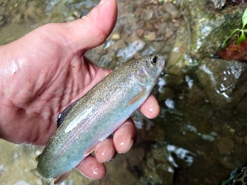 ニジマスの釣果
