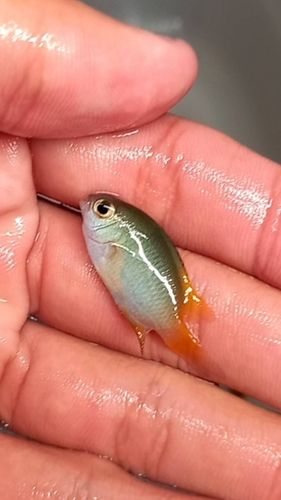 スズメダイの釣果