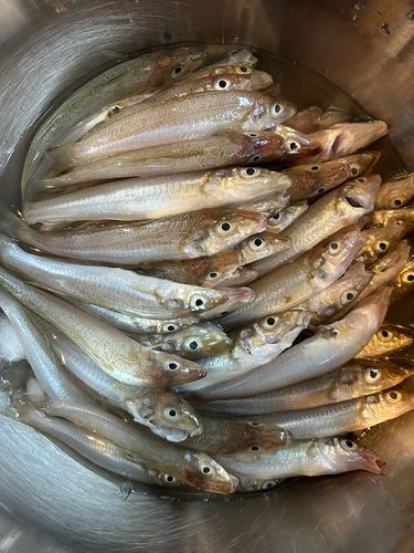 シロギスの釣果