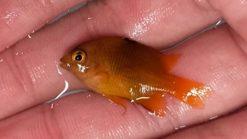 スズメダイの釣果