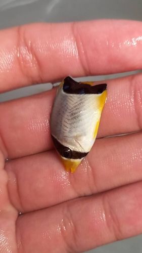 チョウチョウウオの釣果