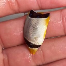 チョウチョウウオ