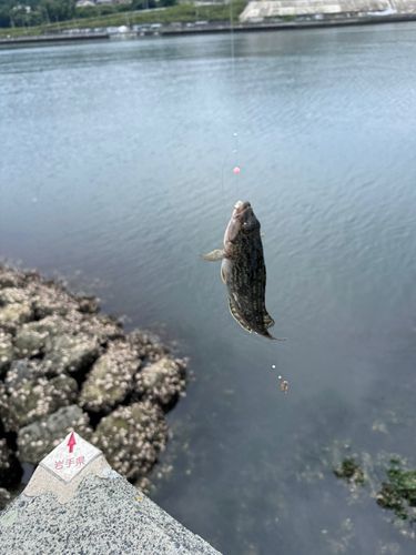 アイナメの釣果