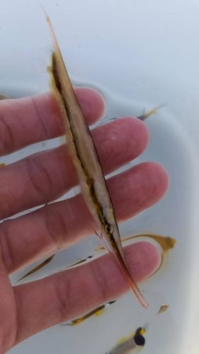 ダンダラトラギスの釣果