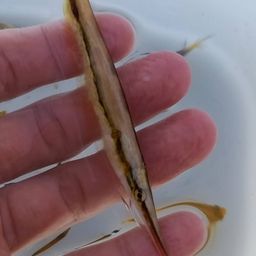 ダンダラトラギス