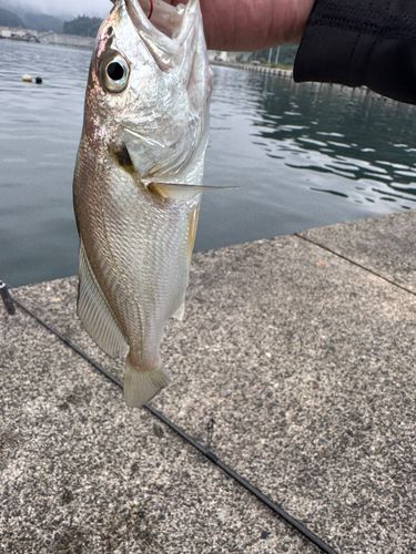 シログチの釣果