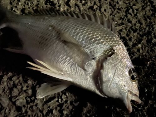 チヌの釣果