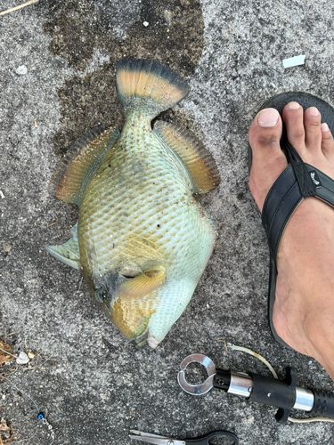釣果