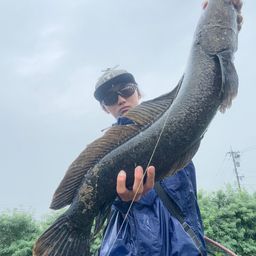 ライギョ