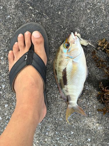 釣果