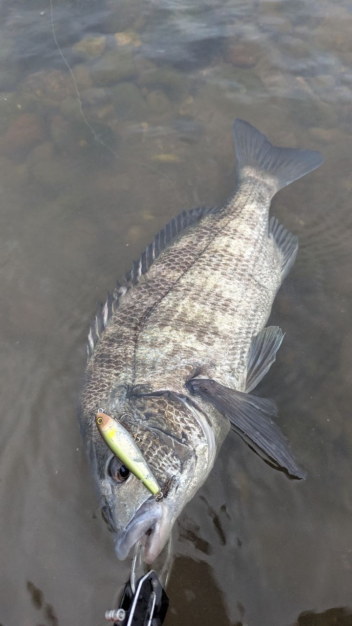 ルアーロッド ダイワ 23 シルバーウルフ 73LML-S・W DAIWA（釣り） 【目玉商品】ダイワ 23 シルバーウルフ 73LML-S