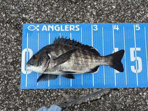 クロダイの釣果