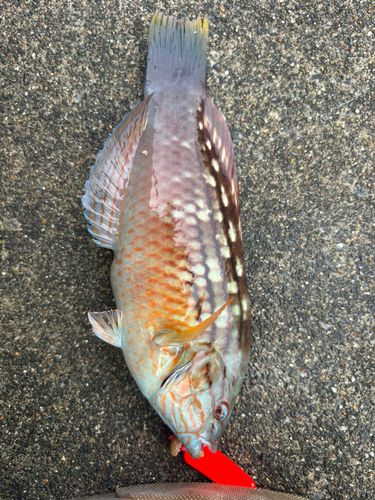アカササノハベラの釣果