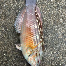 アカササノハベラ