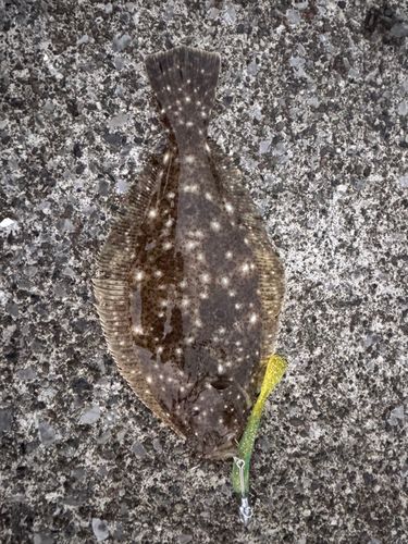 ソゲの釣果