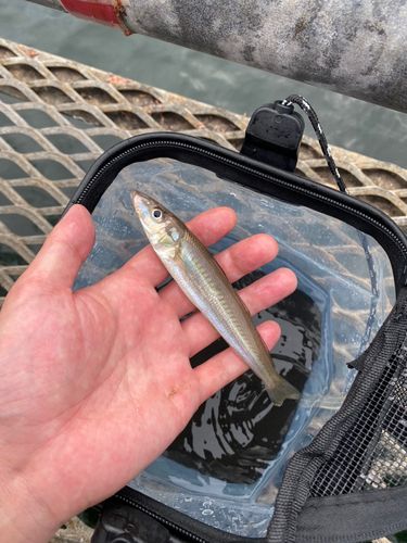 シロギスの釣果