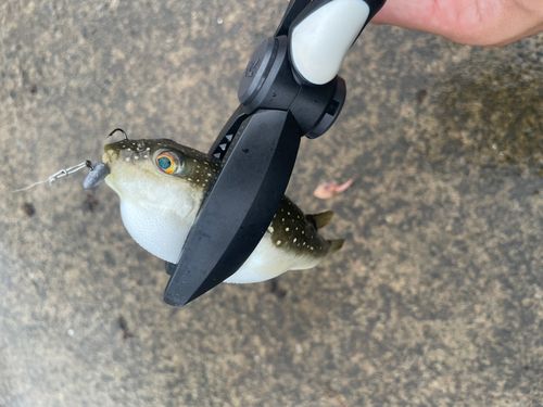 クサフグの釣果