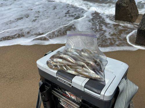 キスの釣果