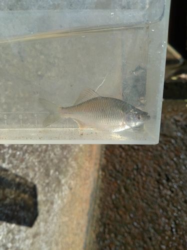 カネヒラの釣果