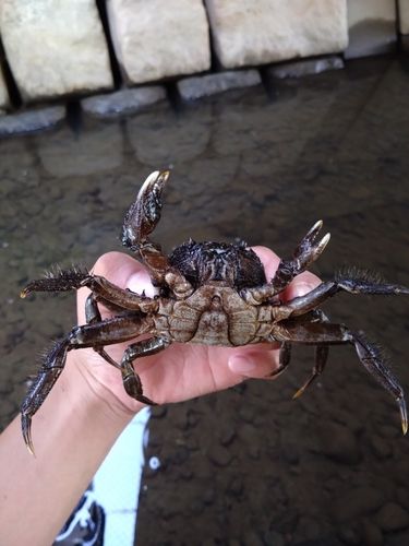 モクズガニの釣果