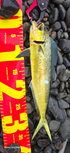 オオモンハタの釣果