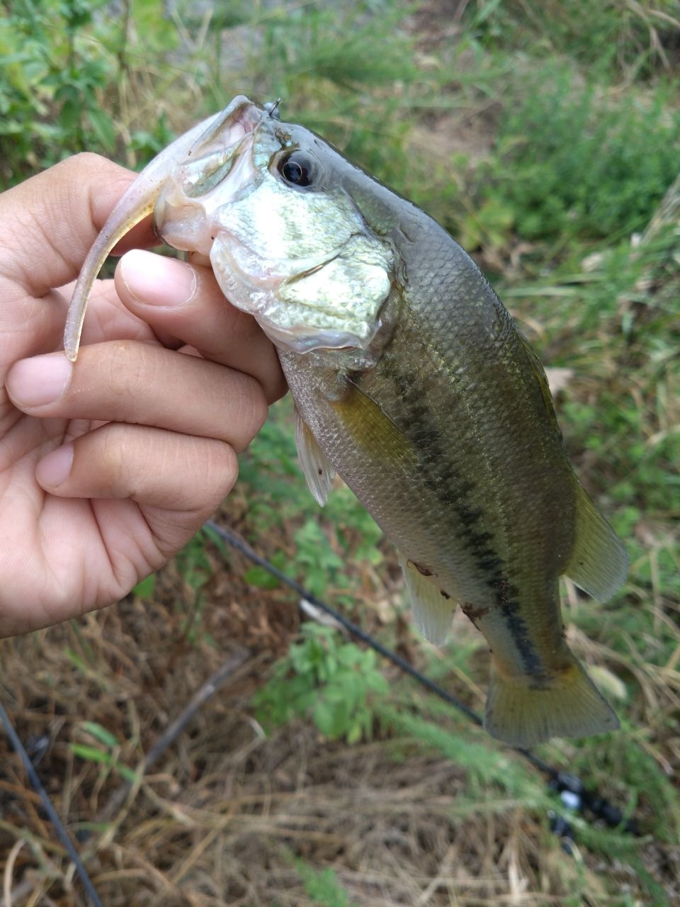 ラージマウスバス