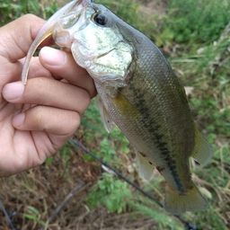 ラージマウスバス